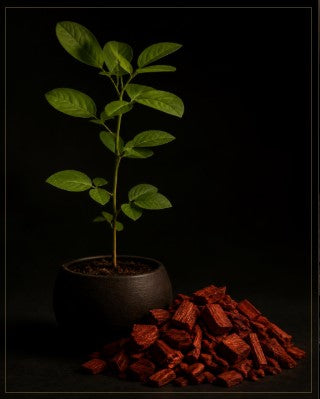 Pterocarpus Santalinus (Red) Sandalwood Plants